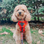 Dog Adjustable Harness - Disney Holiday Collection