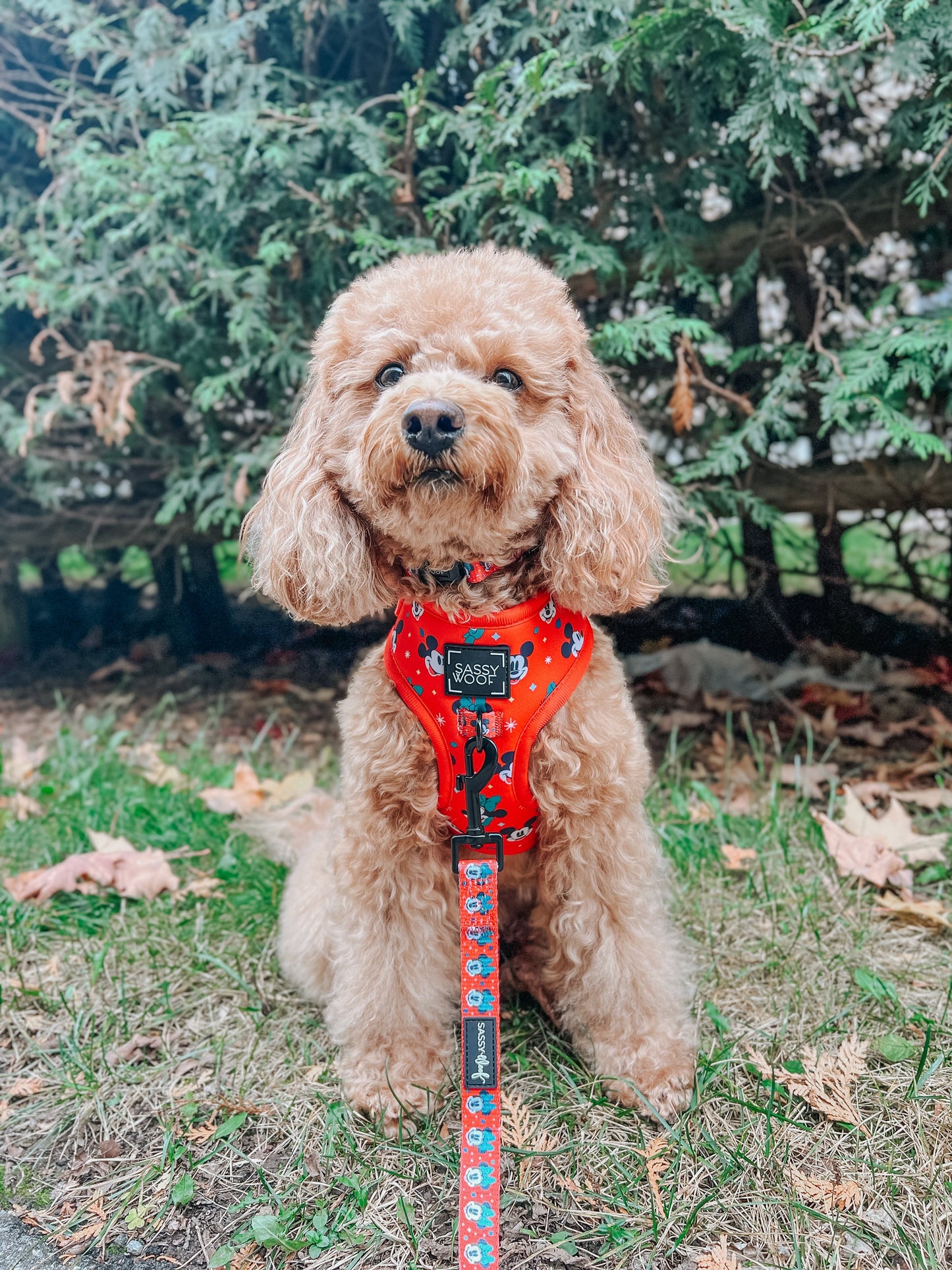 Dog Adjustable Harness - Disney Holiday Collection