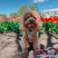 Dog Leash  - Apple of My Eye