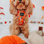 Dog Adjustable Harness - Pupkin Donuts