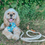 Dog Rope Leash - Dove