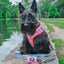 Dog Adjustable Harness - Looney Tunes™ Pink