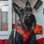 Dog Collar - The Nightmare Before Christmas™ (Red)