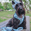 Dog Adjustable Harness - Disney's Stitch