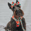 Dog Adjustable Harness - Jingle Barks