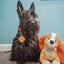 Dog Collar - Neon Red