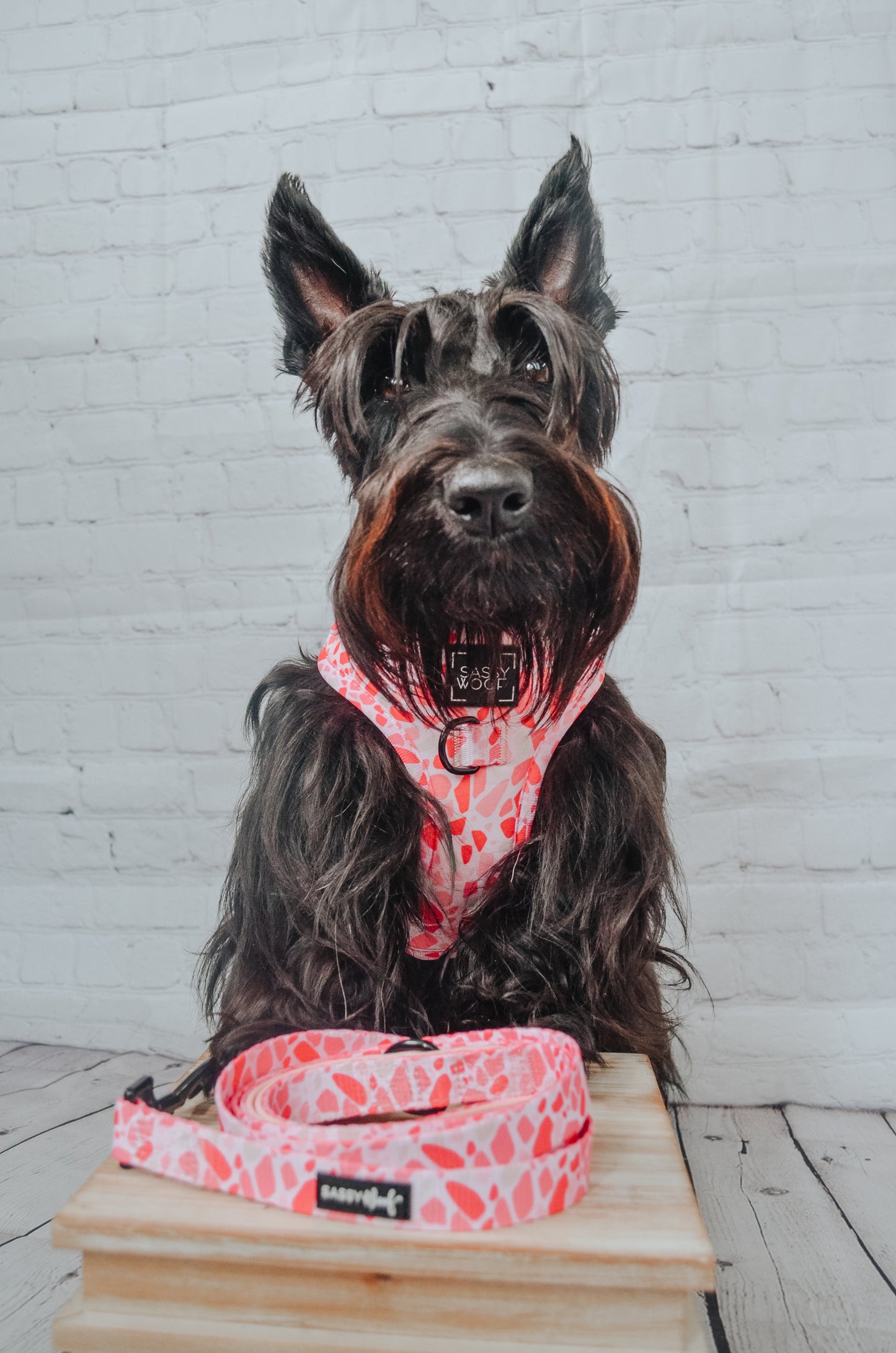Dog Adjustable Harness - Mykonos