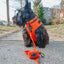 Dog Leash - Neon Red
