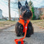 Dog Leash - Neon Red