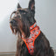 Dog Adjustable Harness - Hello Kitty® Red Classic
