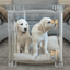Medium Crate (Gold Latch)