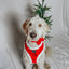 Dog Collar - Naughty