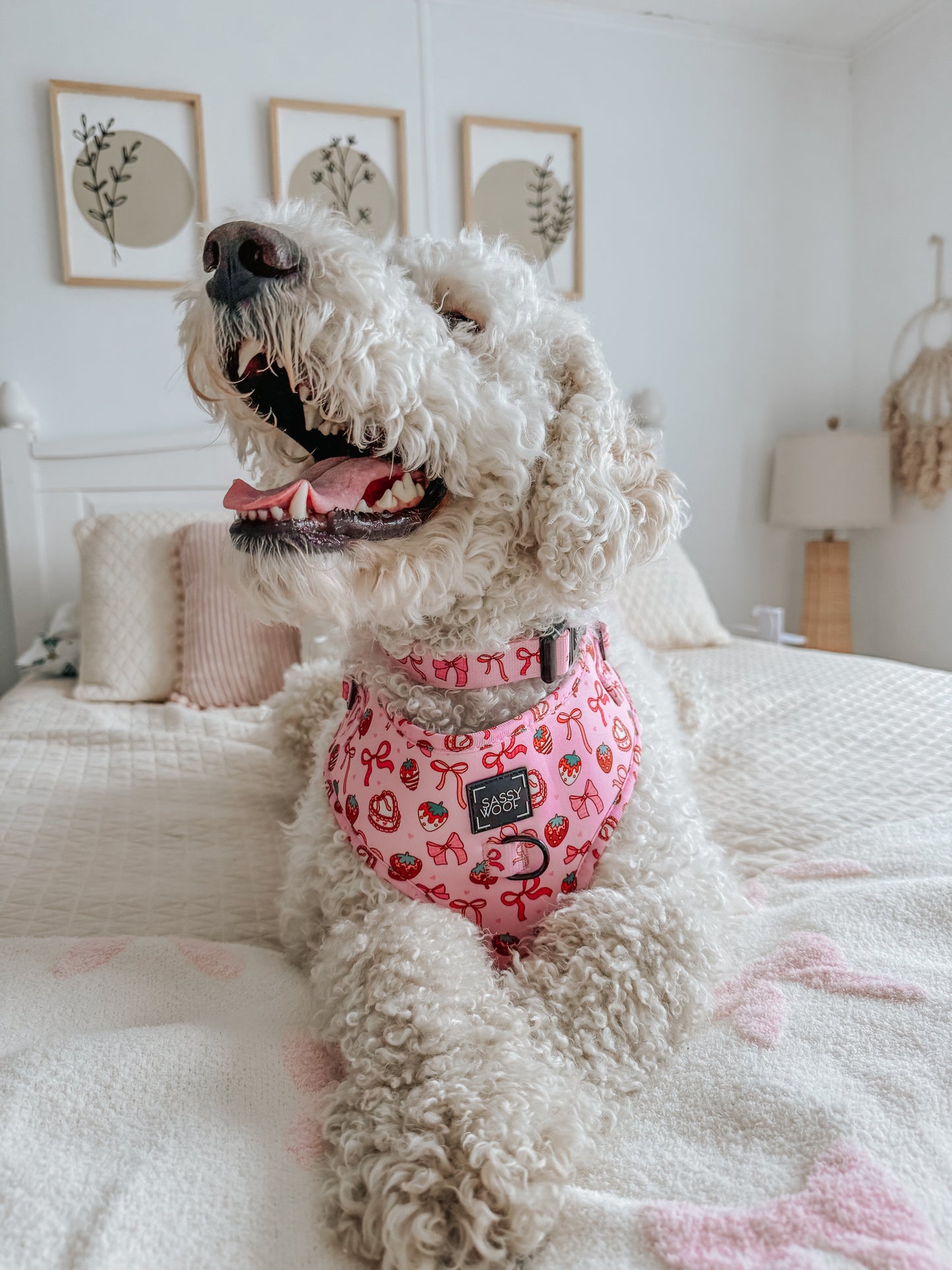 Dog Adjustable Harness - Sweet Treats