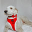 Dog Adjustable Harness - Naughty