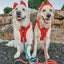 Dog Leash - Disney Holiday Collection