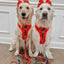 Dog Adjustable Harness - Disney Holiday Collection