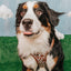 Dog Adjustable Harness - Chocolate Milk