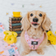 Dog Adjustable Harness - Gilmore Girls™