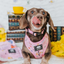 Dog Adjustable Harness - Gilmore Girls™
