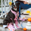 Dog Leash - Gilmore Girls™