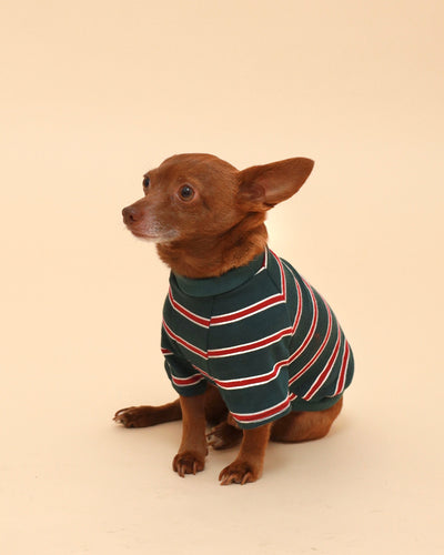 Green Striped Cotton Raglan