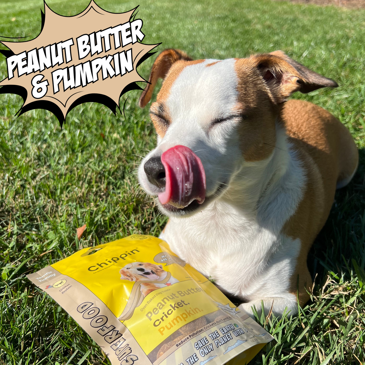 Gut Healthy Dog Treat Variety Bundle