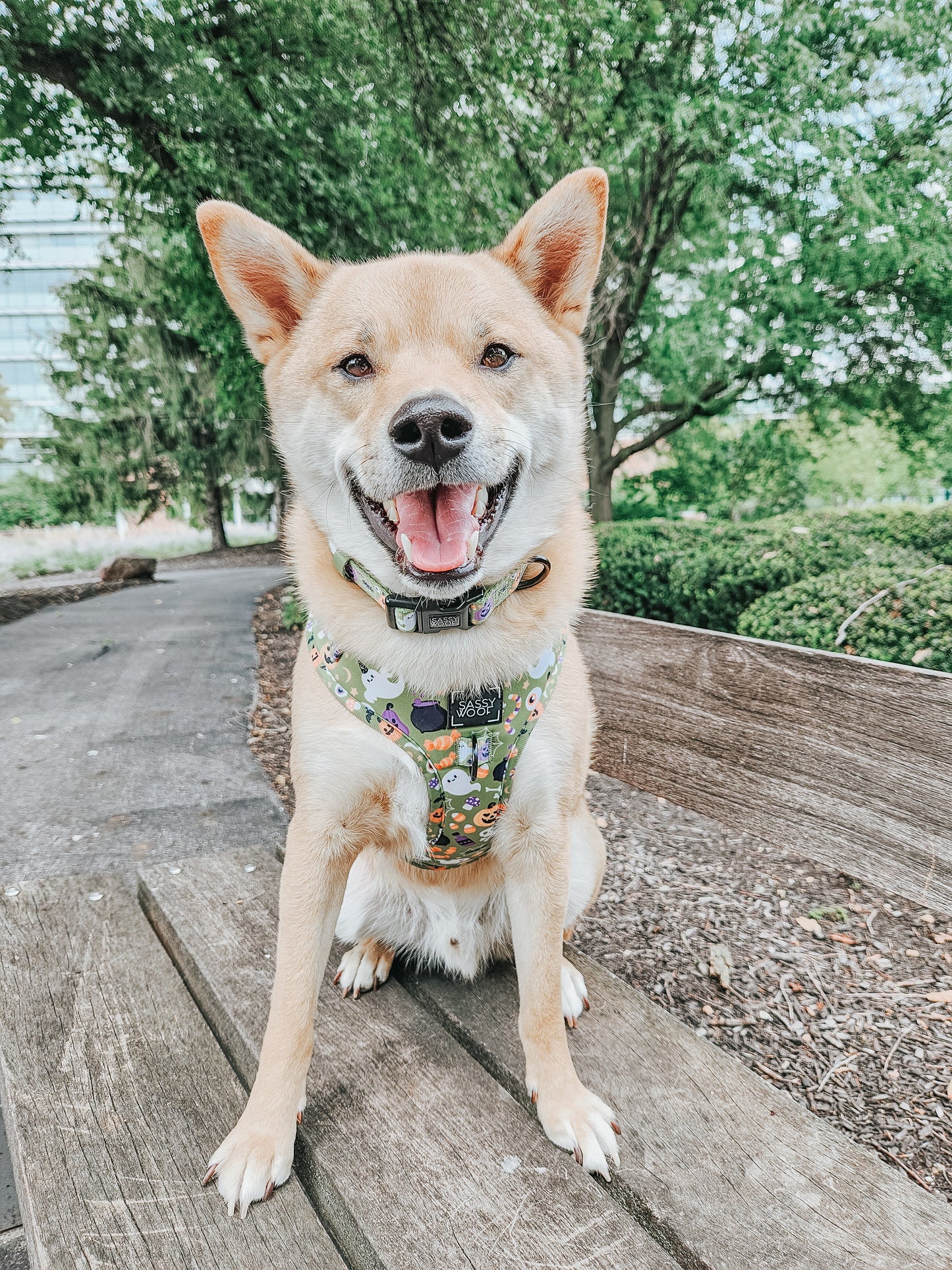 Dog Collar - Haunt Mess