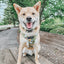 Dog Adjustable Harness - Haunt Mess