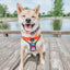 Dog Adjustable Harness - Love You Fur You