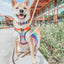 Dog Collar - Love You Fur You