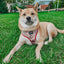 Dog Adjustable Harness - Harry Potter™ Marauder's Map™