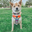 Dog Adjustable Harness - Love You Fur You