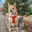 Dog Collar - Lucky Dragon