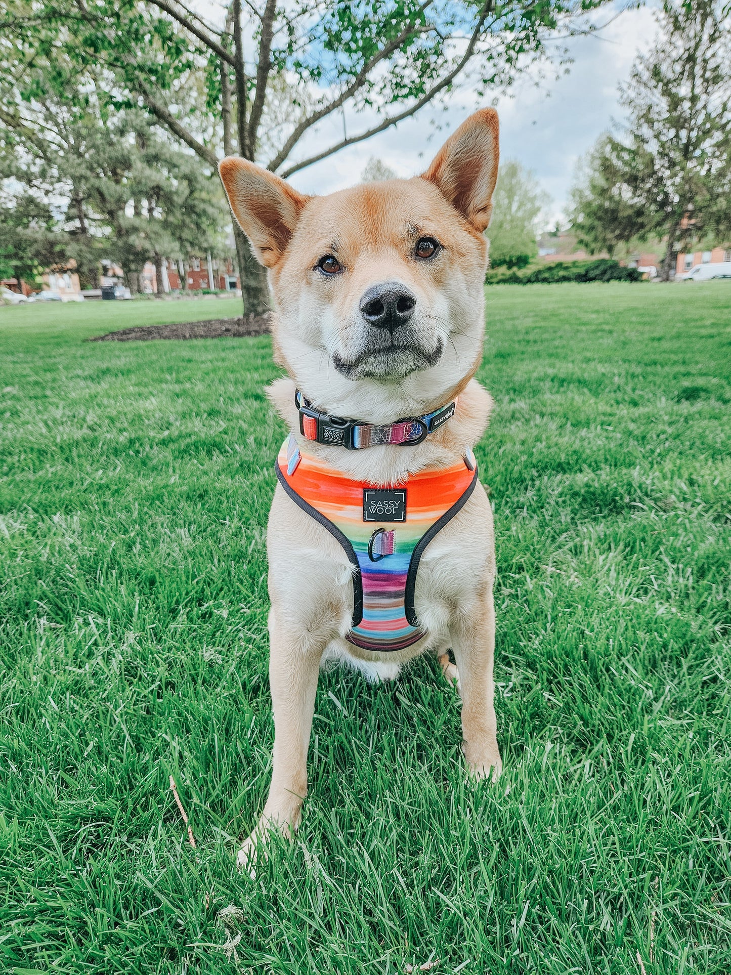 Dog Collar - Love You Fur You