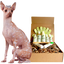 4-HAIRLESS PETS *DOG REGULAR KIT