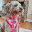 Dog Leash - Mean Girls™