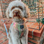 Dog Adjustable Harness - The Night Life