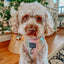 Dog Adjustable Harness - The Night Life