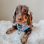 Dog Adjustable Harness - Let it Bow
