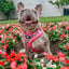 Dog Adjustable Harness - Looney Tunes™ Pink