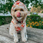 Dog Collar - Peanuts™ Harvest