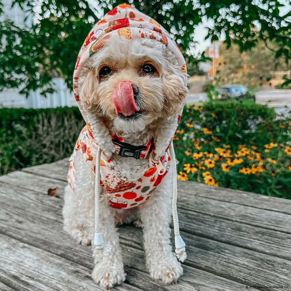 Dog Collar - Peanuts™ Harvest