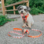 Dog Leash - Peanuts™ Harvest