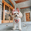 Dog Adjustable Harness - Pie There!