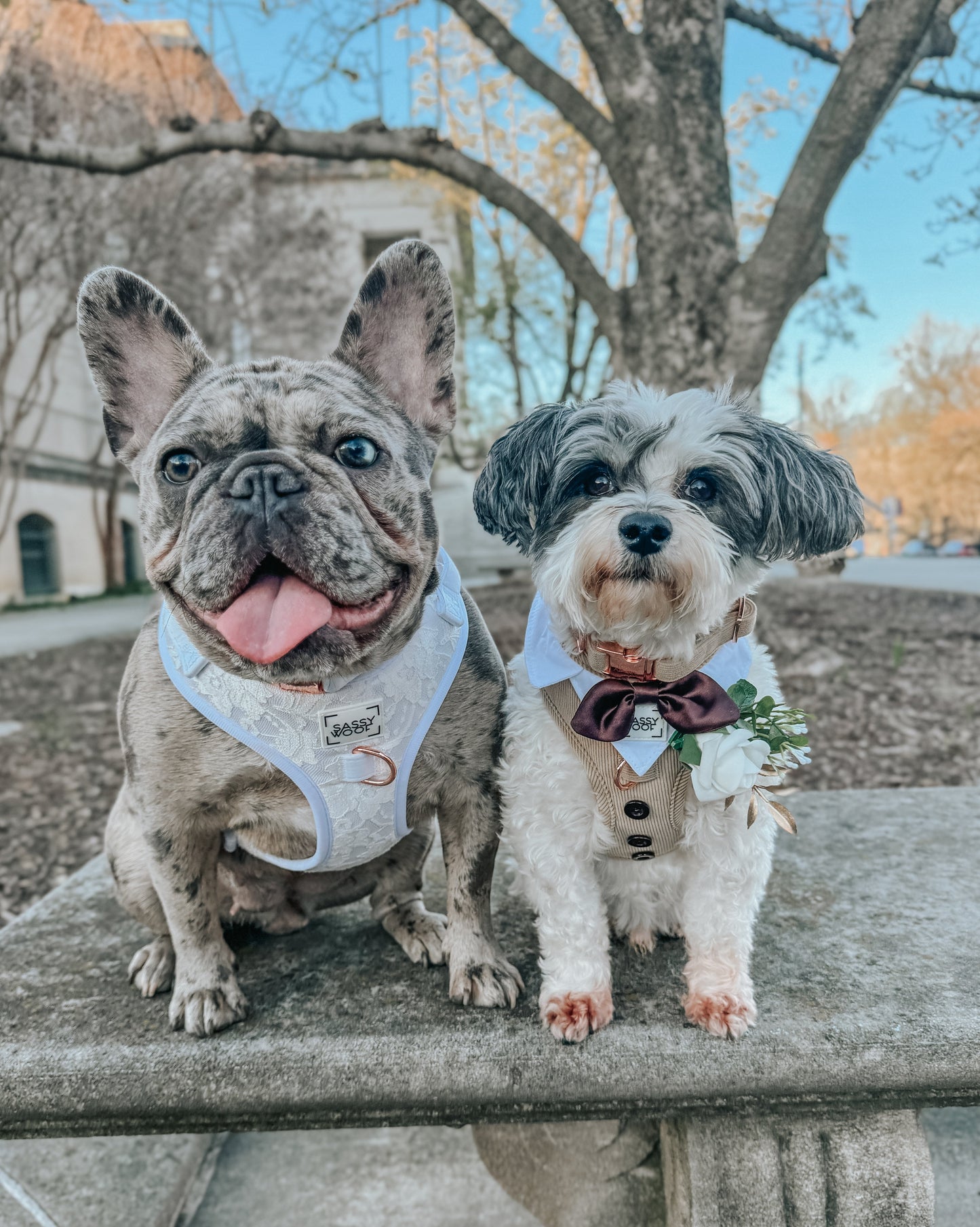 Dog Adjustable Harness - Best Pup