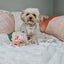 Dog Adjustable Harness - Pup of Honor