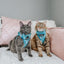 Cat Step-In Harness - Purrs & Petals
