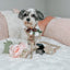 Dog Collar - Best Pup