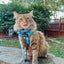 Cat Leash - Purrs & Petals