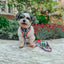Dog Adjustable Harness - Looney Tunes™ Blue
